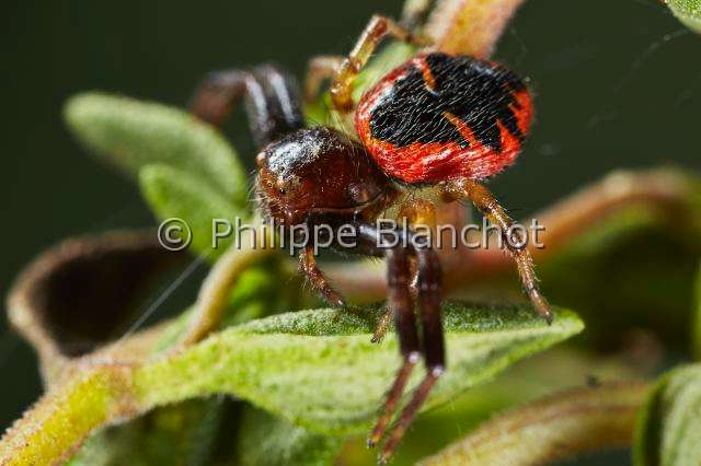 Thomisidae_3502.JPG - Portugal, Algarve, Araneae, Thomisidae, Araignée Napoléon (Synema globosum), forme rouge, Crab spider
